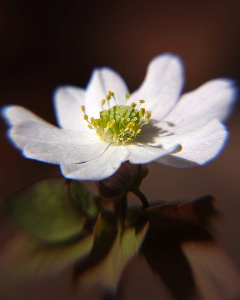 Stunning Macro Wallpaper of Rue-Anemone Flower with Soft Focus