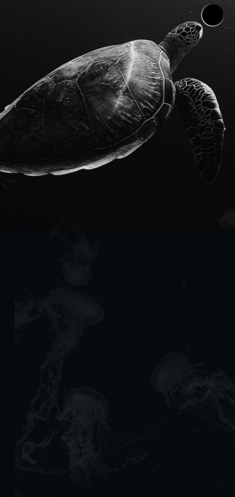 Elegant Monochrome Sea Turtle Wallpaper for Samsung S10