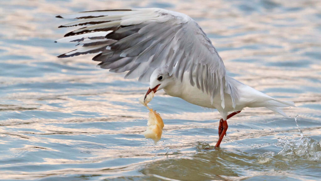 Seagull in Flight: Captivating Mid-Action Moment Above Water Wallpaper