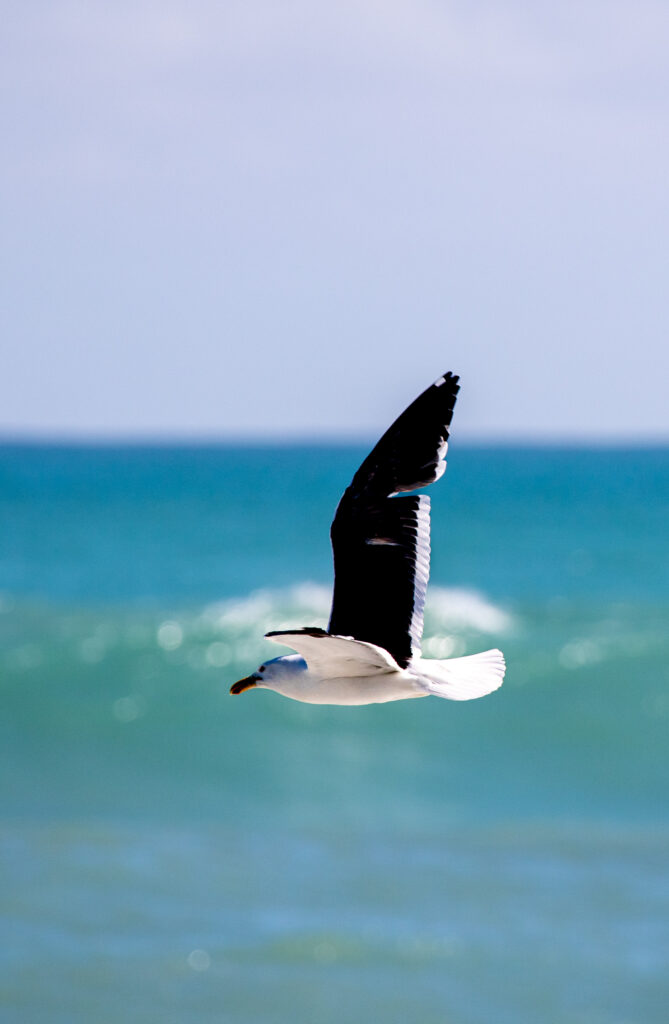 Graceful Seagull in Flight Over Vibrant Blue Ocean Background Wallpaper