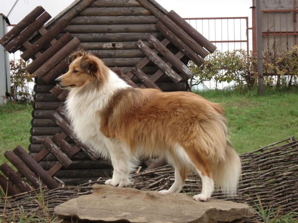 Elegant Sheltie Wallpaper: Fluffy Dog on Rustic Rock Background