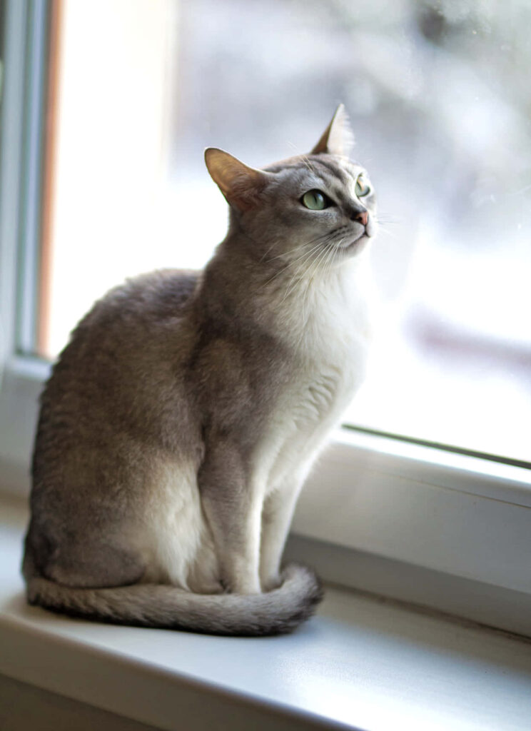 Elegant silver-gray Burmilla cat with green eyes sitting on windowsill in natural light wallpaper