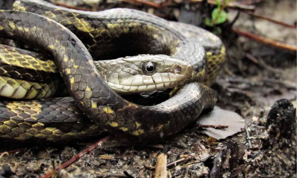 Elegant Snake Camouflage Wallpaper: Intricate Scales & Earthy Background