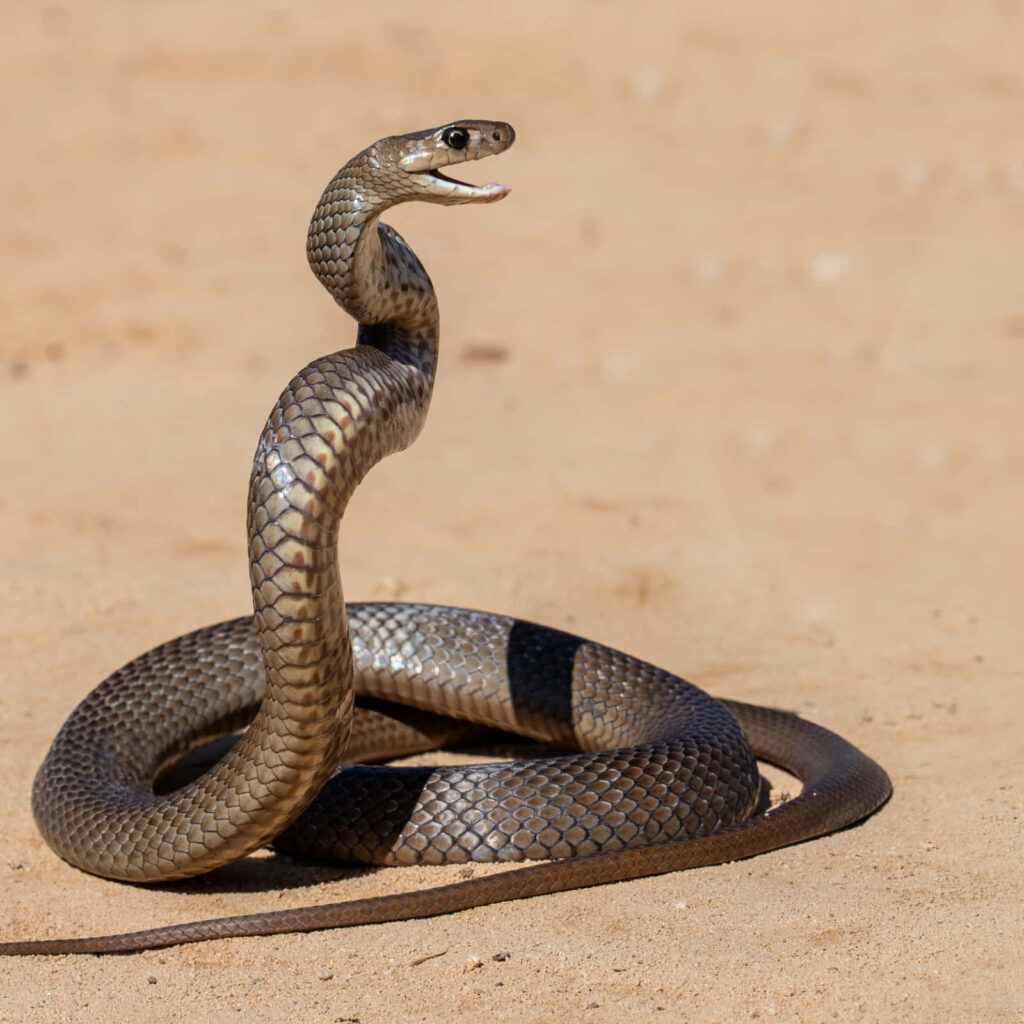 Elegant Snake Wallpaper: Coiled Beauty on Sandy Background