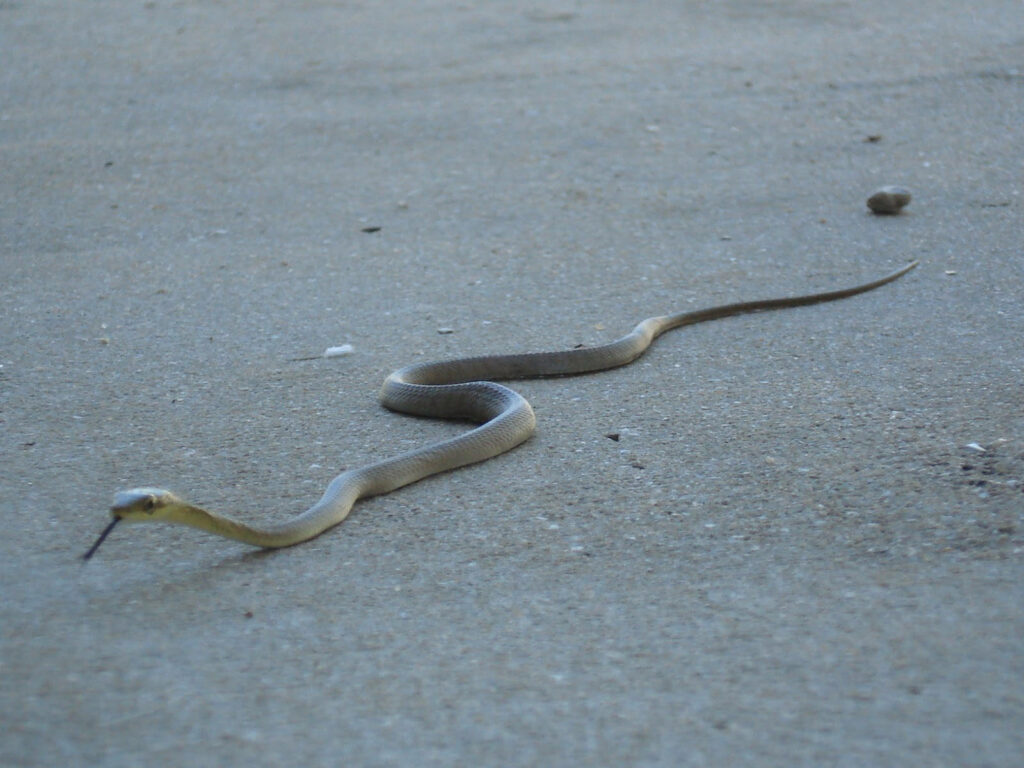 Graceful Snake Slithering on Beach Sand - Nature Wallpaper