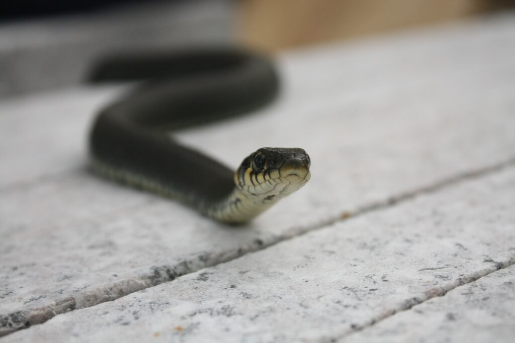 Elegant Snake Slithering Over Textured Background Wallpaper