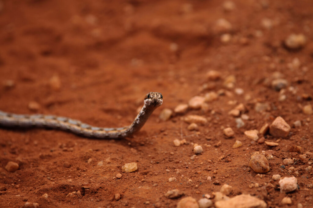 Elegant Snake Captured on Textured Rust-Colored Wallpaper Background