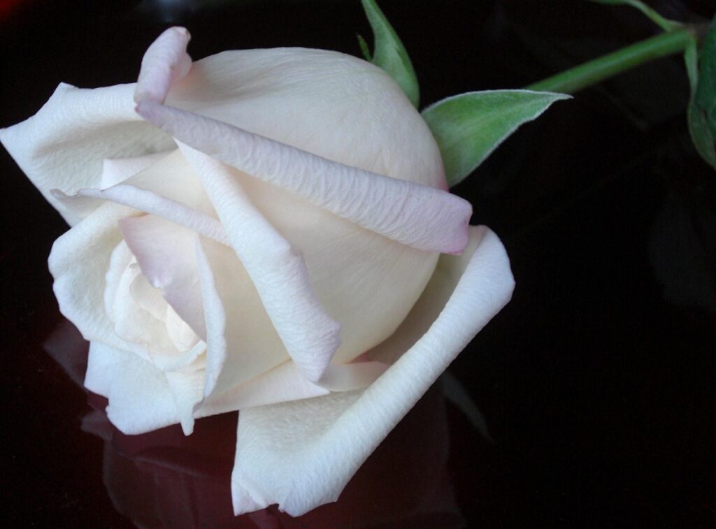 Elegant Snow-White Rose Against Dark Background Wallpaper