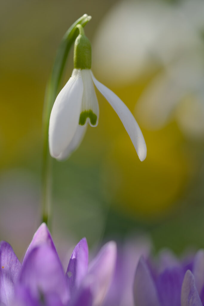 Delicate Snowdrop Flower Macro: Spring's Elegant White Petals Wallpaper