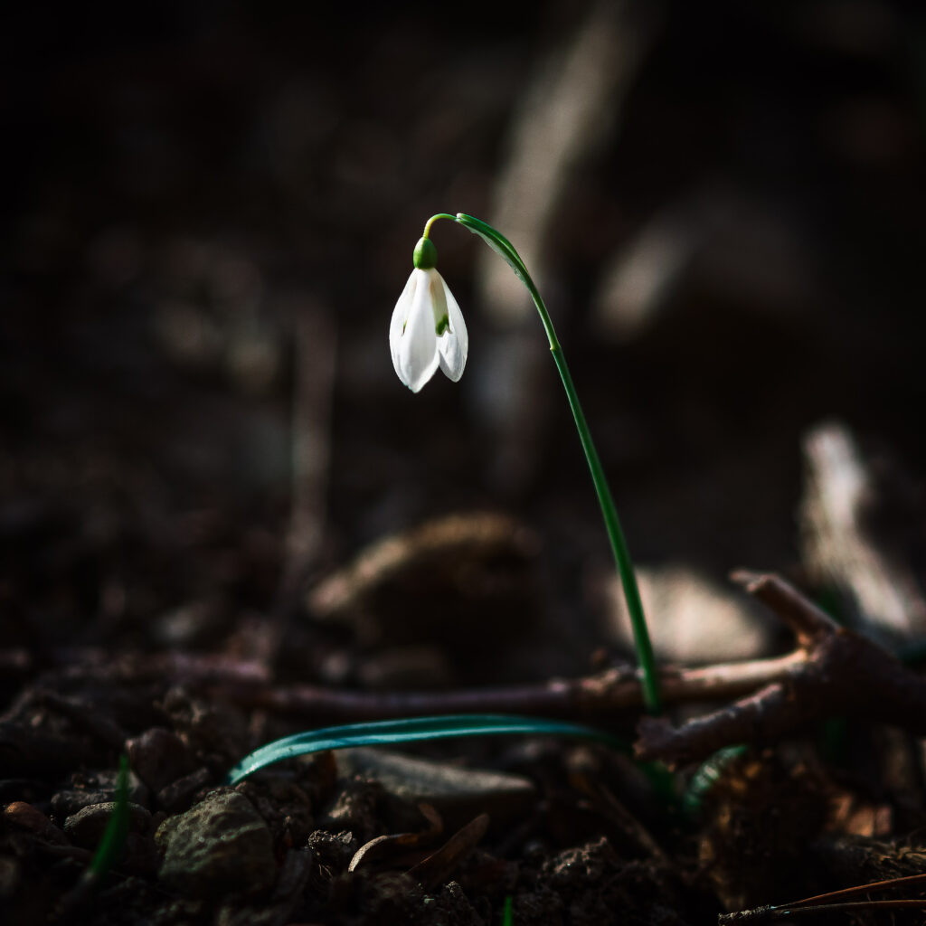 Delicate Snowdrop Flower: Spring Renewal Against Dark Earthy Background Wallpaper