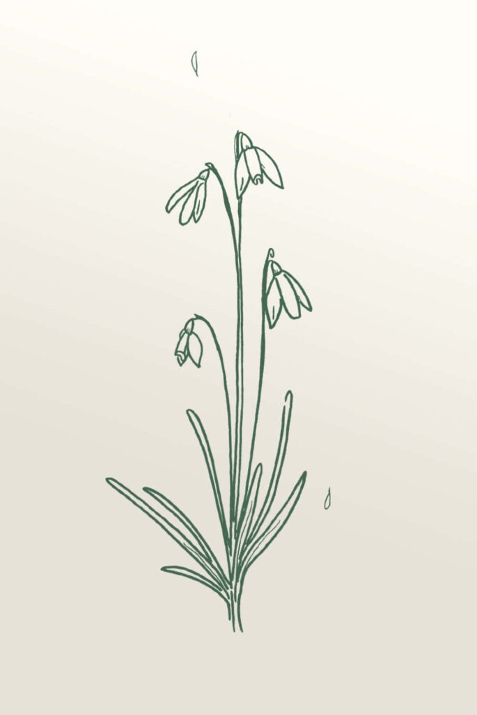 Elegant Snowdrops Sketch Wallpaper: Soft Green Minimalist Design