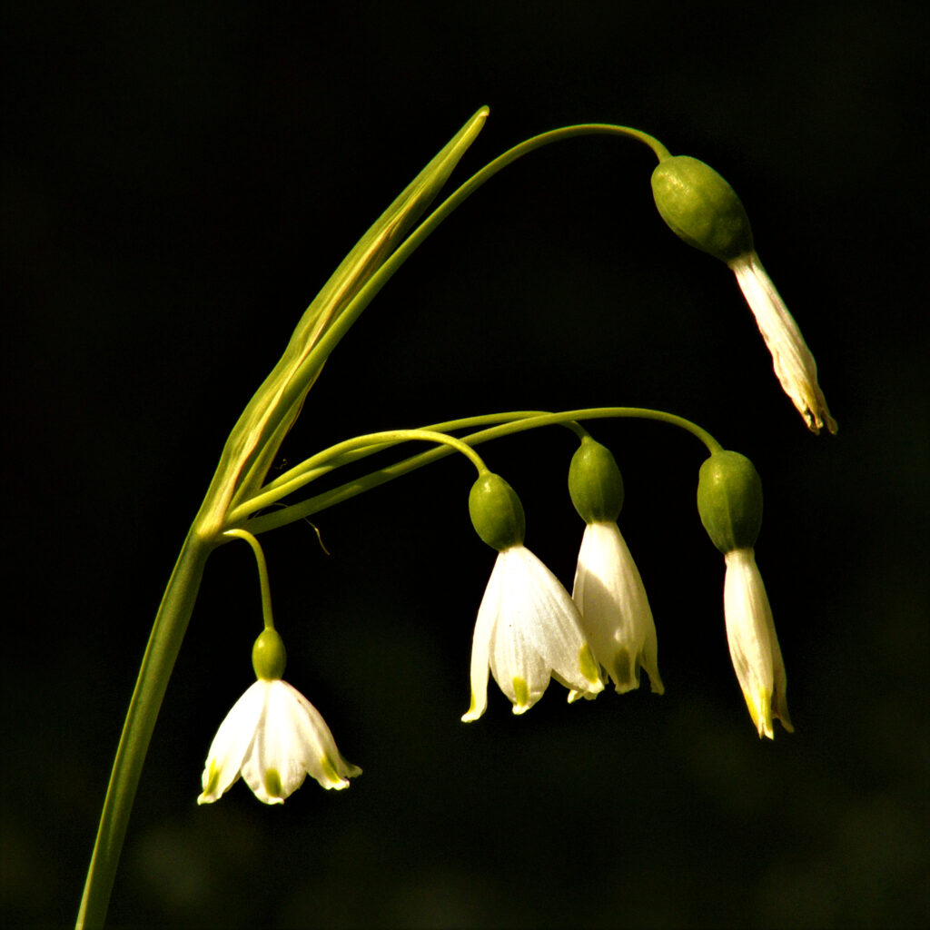 Delicate Snowdrops: Graceful White Blossoms on Dark Background Wallpaper