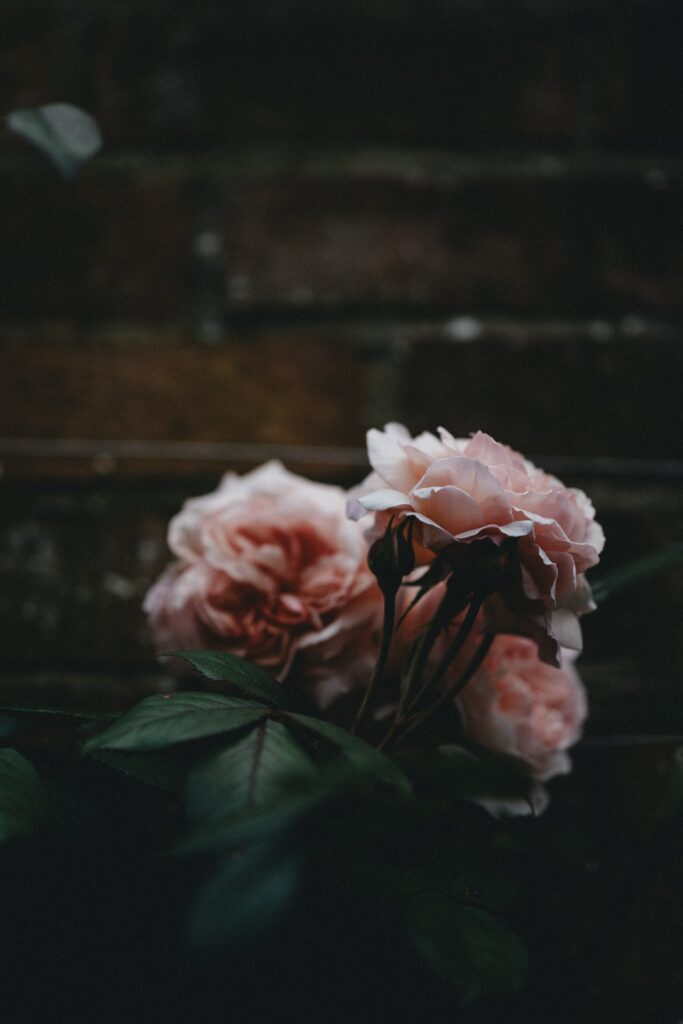 Elegant Pink Roses on Dark Green Leaves - Serene Rustic Wallpaper