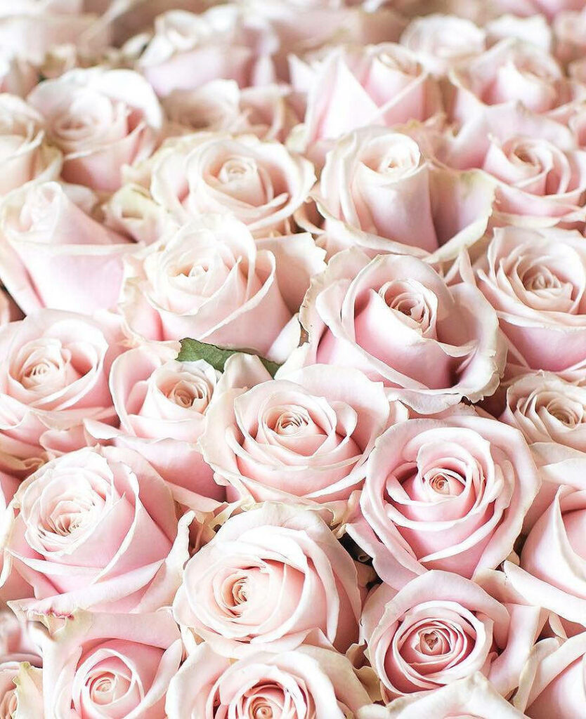 Elegant Soft Pink Roses Wallpaper for a Romantic Background