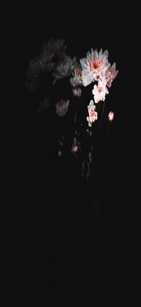 Serene Floral Wallpaper: Illuminated Blooms on Dark Background
