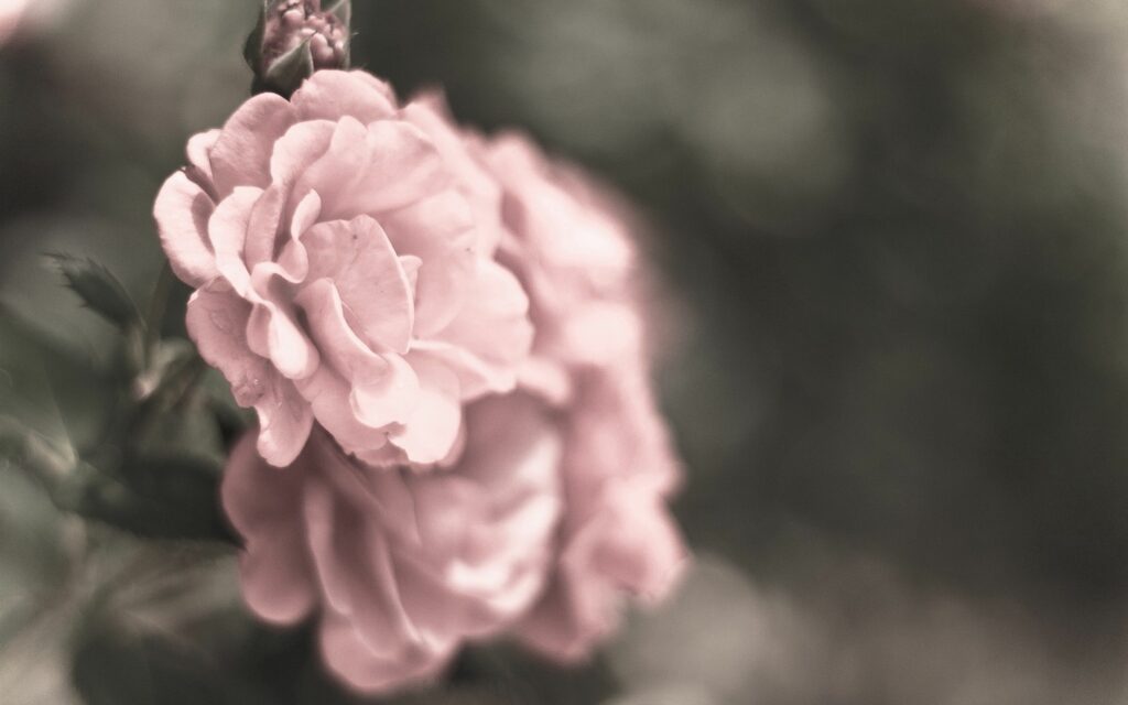 Delicate Pink Flower Wallpaper: Serene Background for Elegance