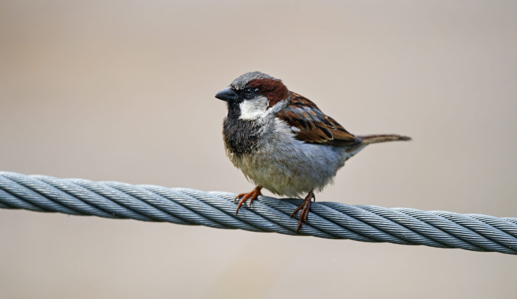 Sparrow on Wire: Elegant Feather Patterns Against Calm Background Wallpaper
