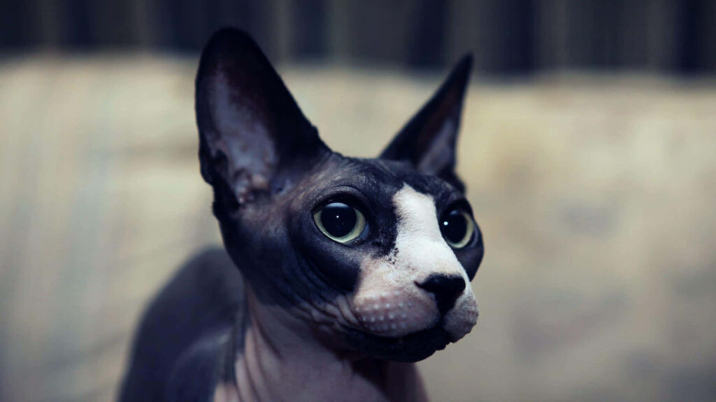 Elegant Sphynx Cat Wallpaper: Dramatic Dark Background Beauty