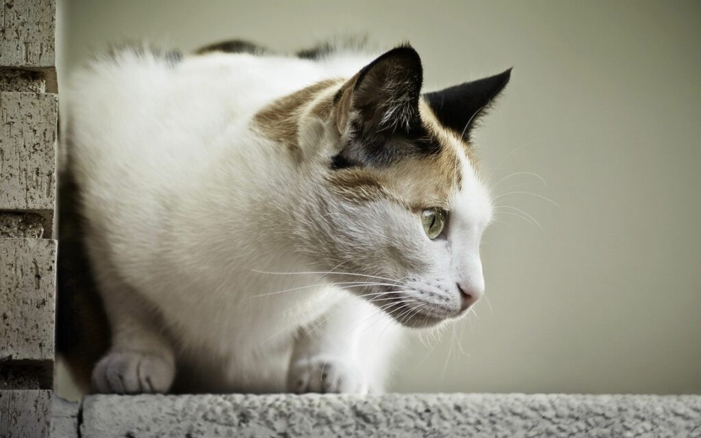 Elegant Spotted Cat Profile Wallpaper: Graceful & Serene Image