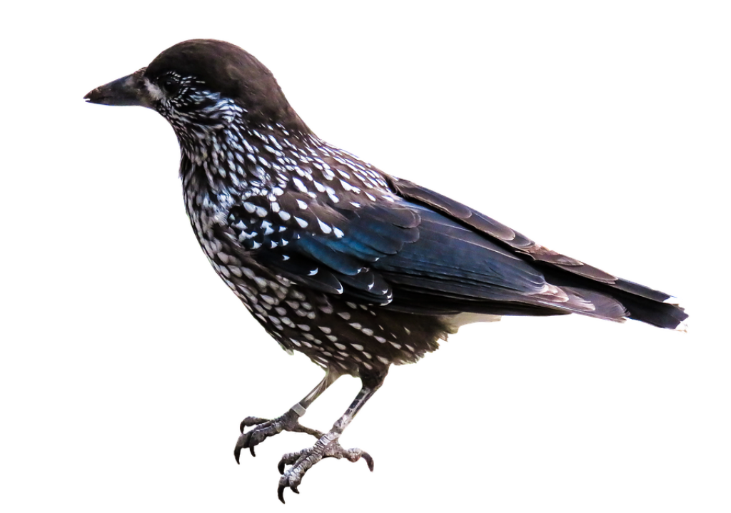 Elegant Spotted Starling: Stunning Nature Wallpaper Background