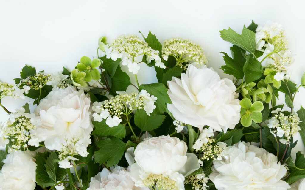 Spring's Ethereal Blossoms: A Whimsical Frame of White Roses - QHD Wallpaper