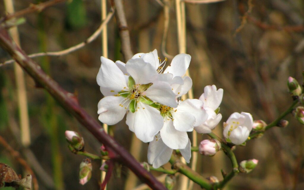 Elegant Floral Wallpaper: Delicate White Flowers in Spring Bloom