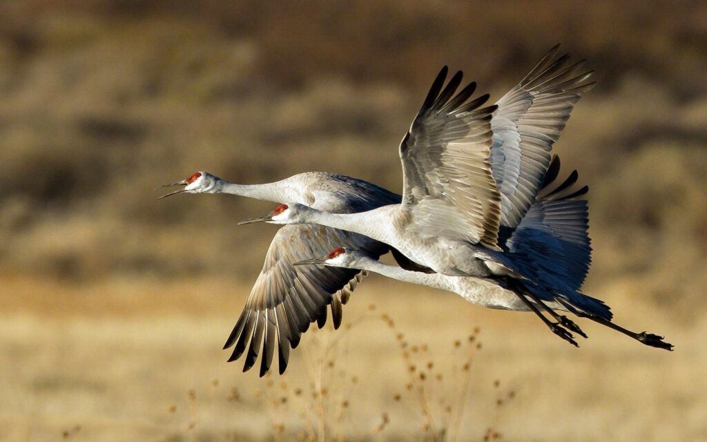 Stunning Storks Soaring in Flight - Elegant Wall Art Wallpaper