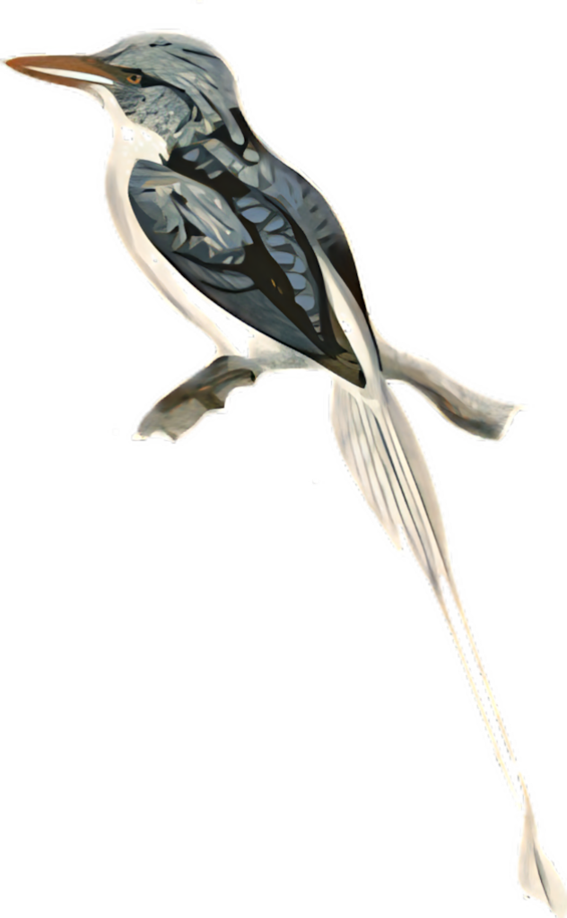 Elegant Streamertail Hummingbird Wallpaper for Nature Lovers