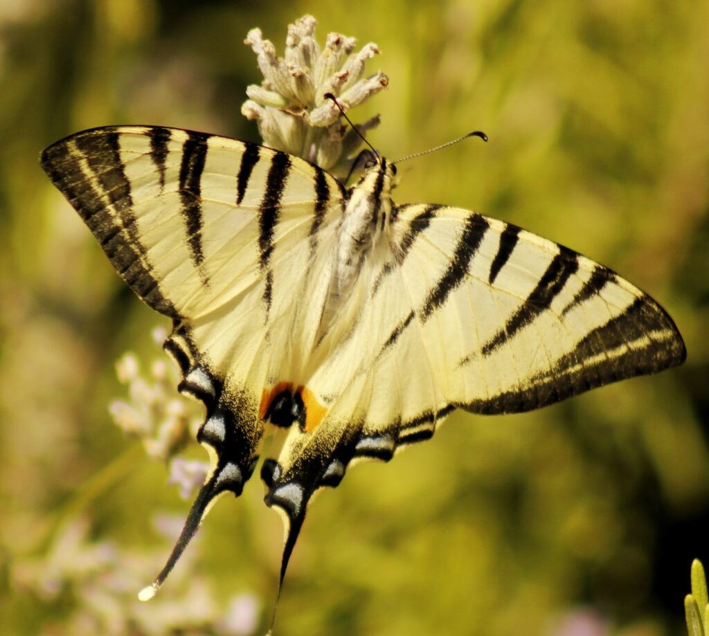 Elegant Striped Butterfly Wallpaper: Vibrant Colors & Patterns