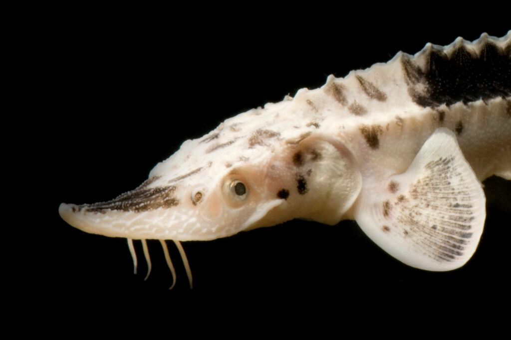 Stunning Sturgeon Close-Up Wallpaper on Black Background