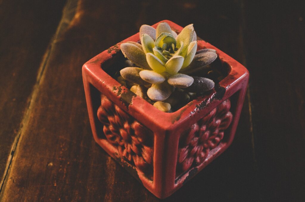 Elegant Succulent in Rich Red Pot: Minimalist Decor Background Wallpaper