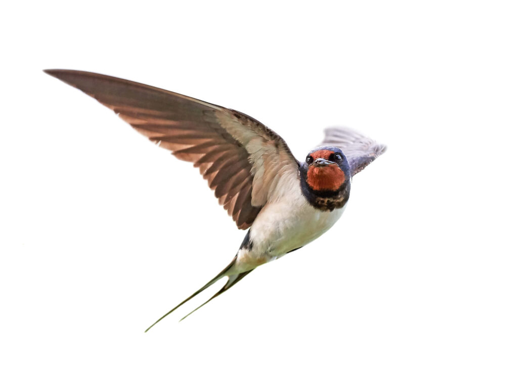 Elegant Swallow Mid-Flight Wallpaper on Pristine White Background