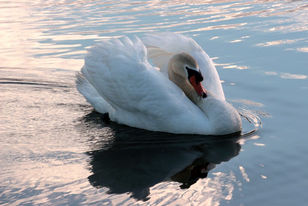 Elegant Swan Wallpaper: Serene Reflection on Calm Water Background