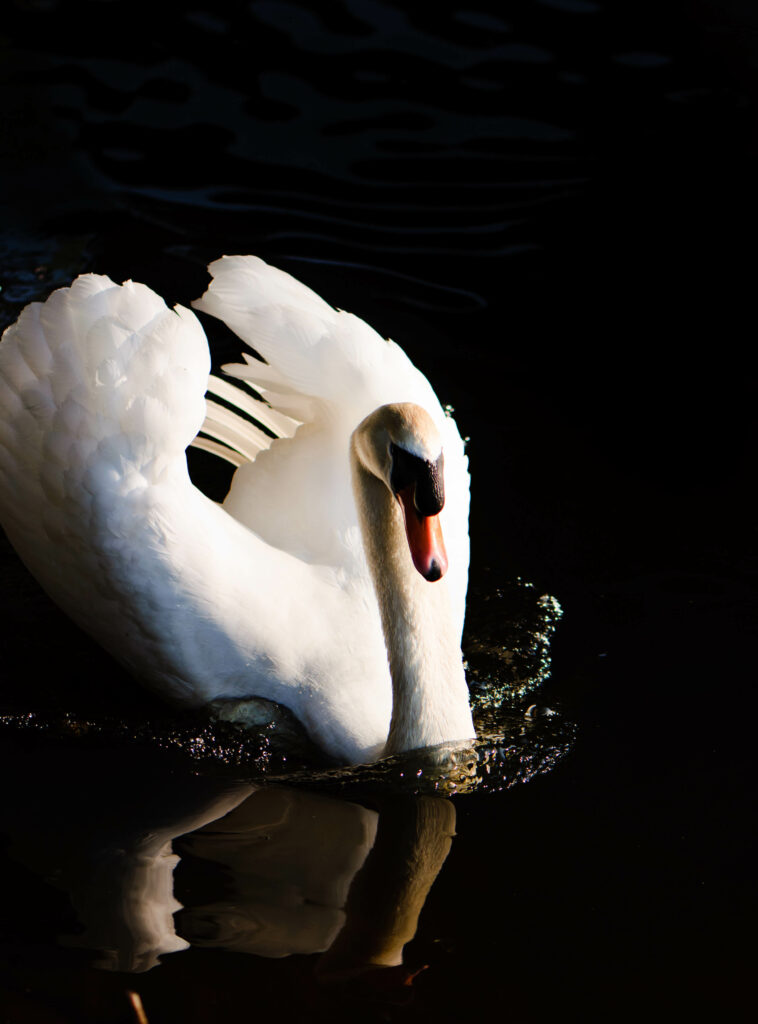 Elegant Swan Wallpaper: Serene Reflection on Dark Water