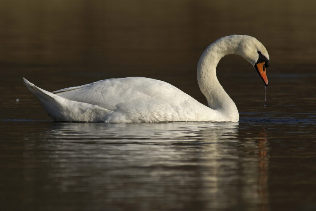 Graceful Swan Gliding on Water: Elegant Reflection Wallpaper