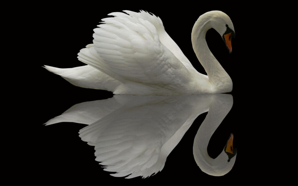 Elegant Swan Wallpaper: Graceful Reflection on Dark Water Background