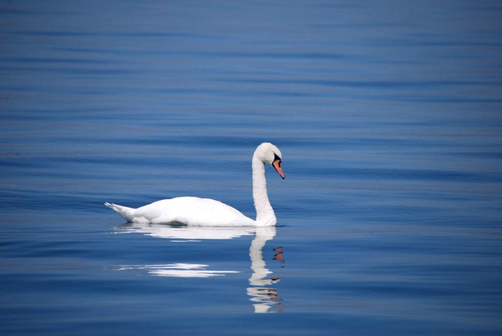 Tranquil Swan Wallpaper: Serene Reflection in Calm Blue Waters
