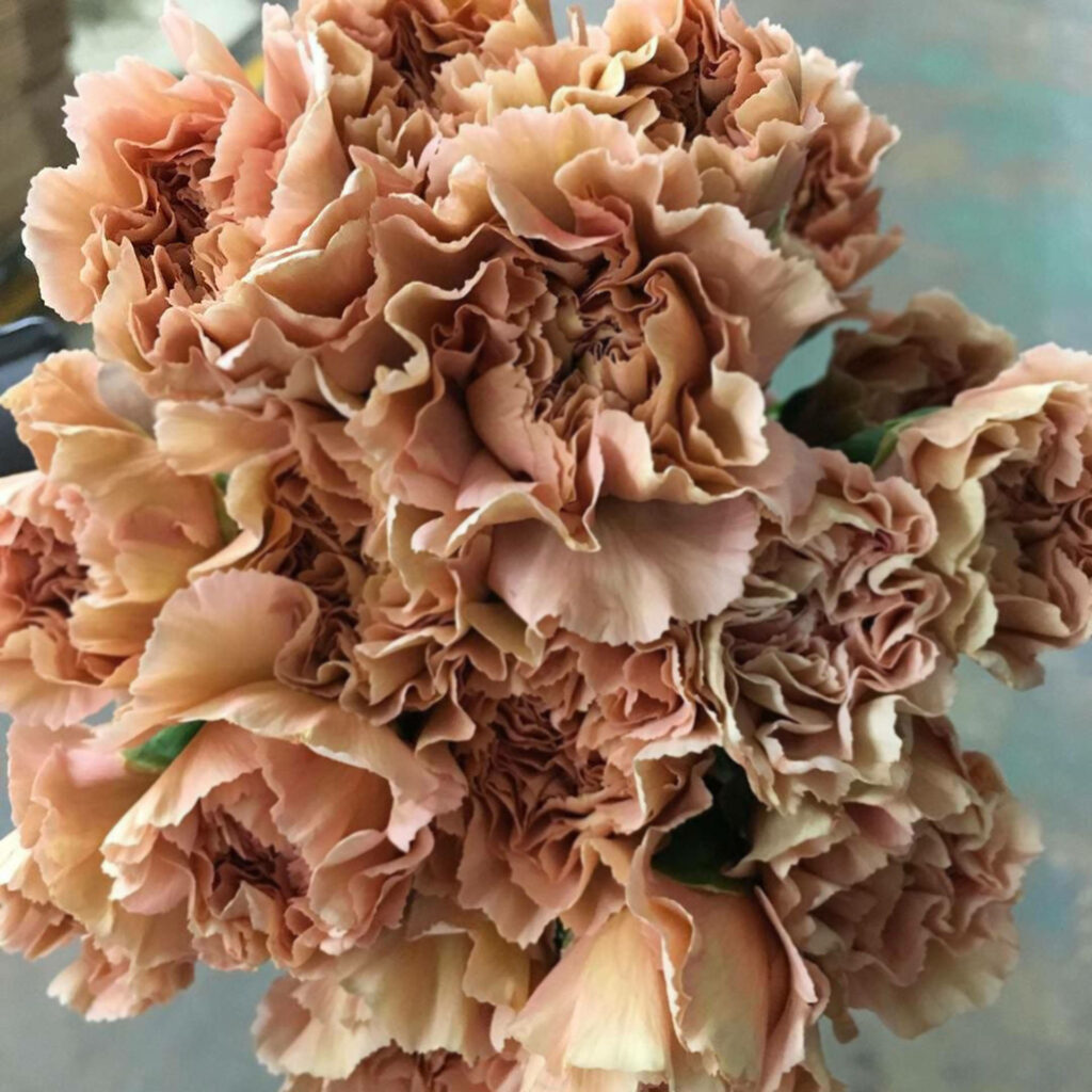 Elegant Terracotta Carnations Wallpaper: Ruffled Petals & Earthy Tones