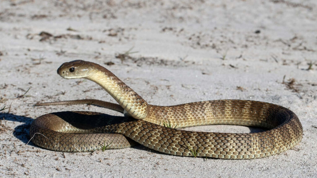 Elegant Tiger Snake Wallpaper on Sunlit Sandy Background