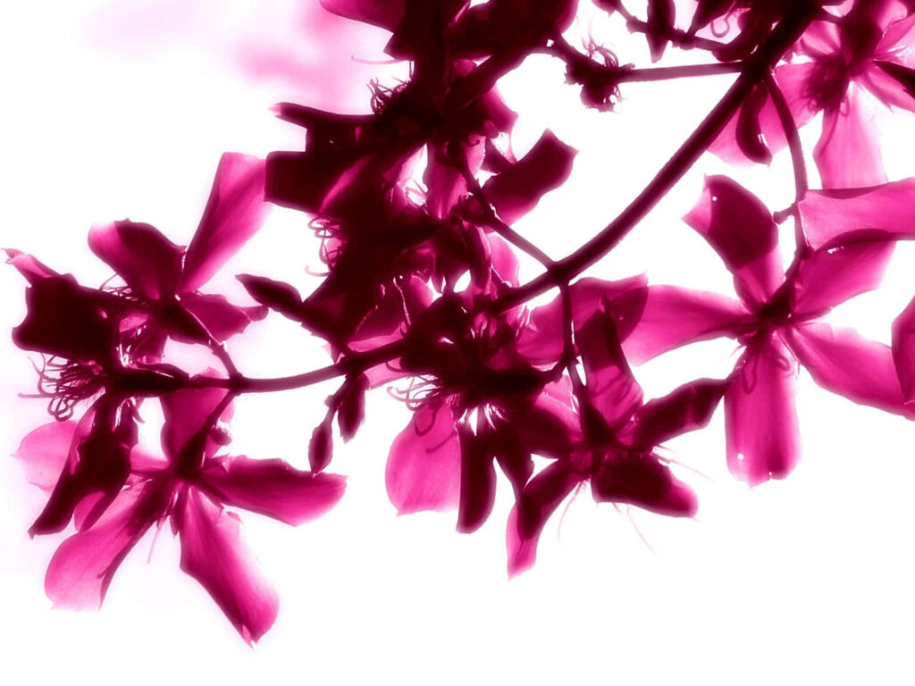 Translucent Pink Flower Wallpaper: Elegant & Uplifting Design
