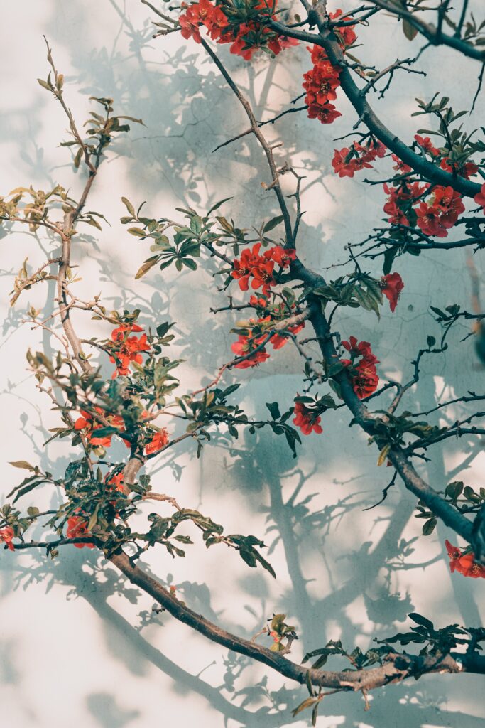 Elegant Tree Branches with Red Flowers - Serene Background Art Wallpaper