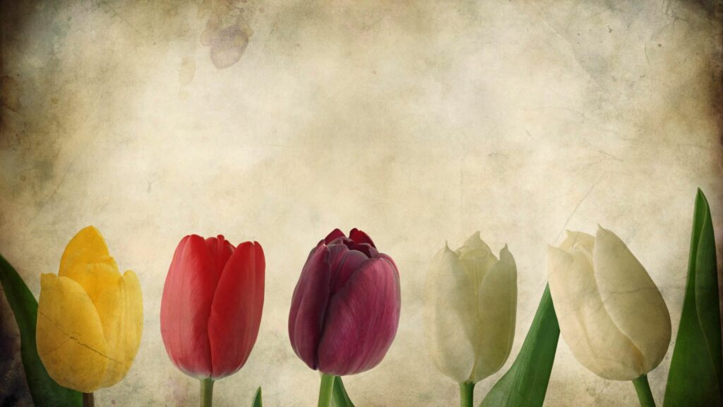 Charming Rustic Wallpaper: Elegant Tulips in Vibrant Colors