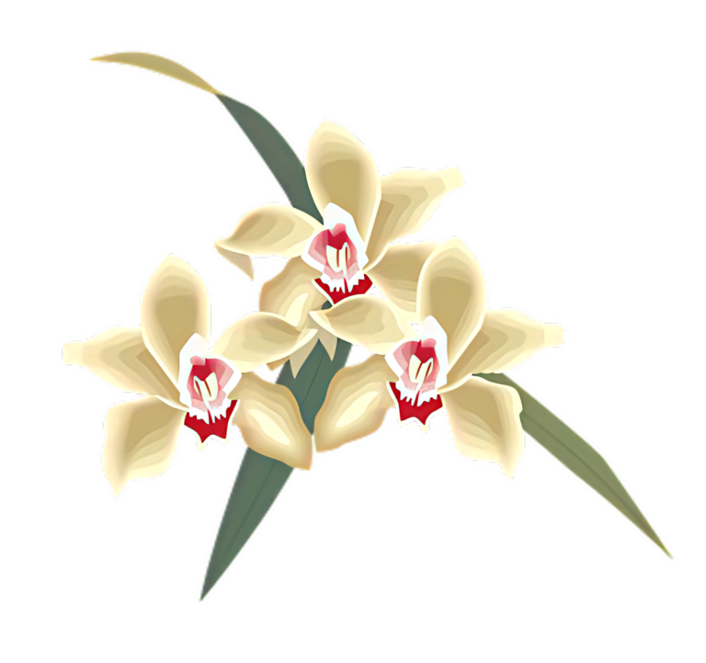 Elegant Vanilla Cream Orchids with Red Accents - Stunning Wallpaper