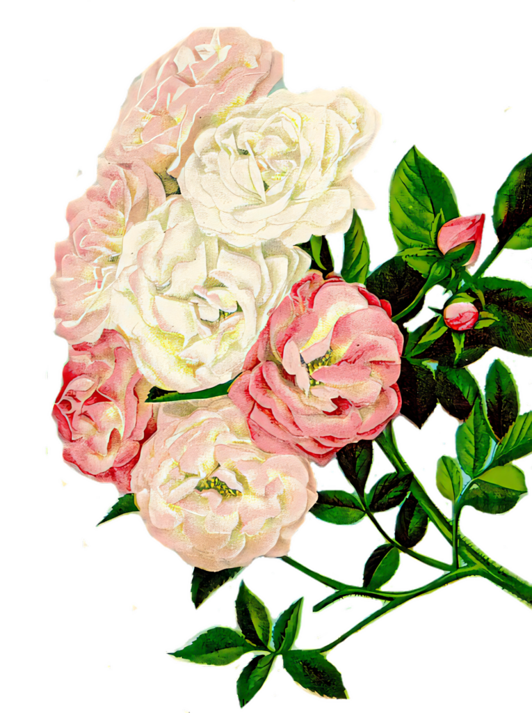 Elegant Vintage Pink & White Roses Wallpaper on Transparent Background