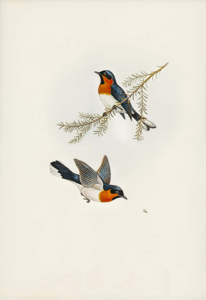 Vintage Swallows Wallpaper: Elegant Birds on Neutral Background