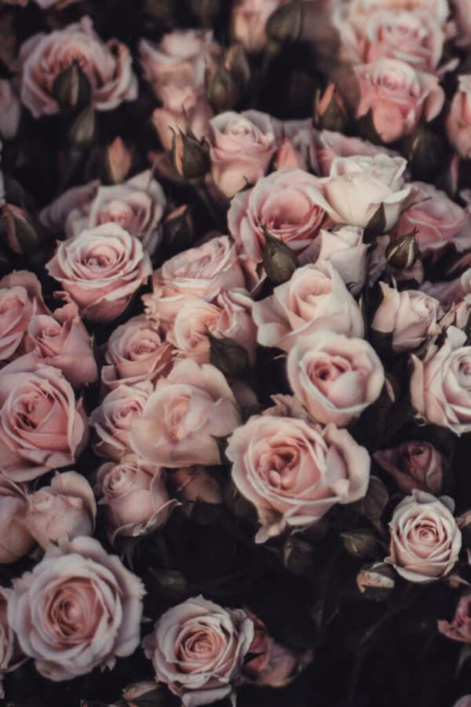 Vintage Pink Rose Wallpaper - Elegant Timeless Floral Background