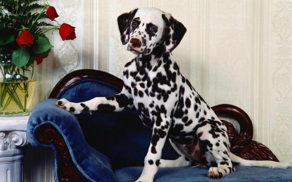 Elegant Dalmatian Puppy Wallpaper with Roses on Blue Chair