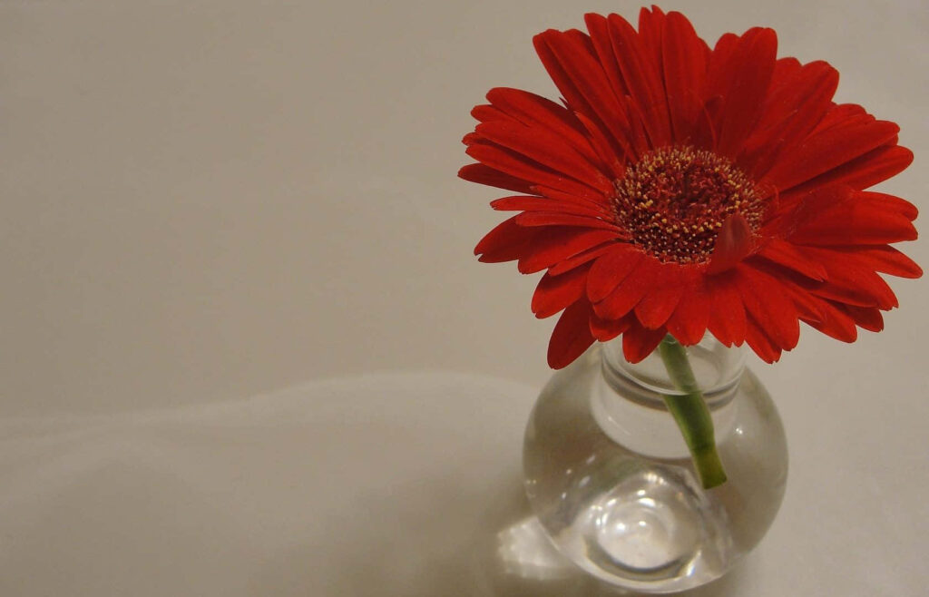 Elegant Red Flower Wallpaper - High-Res Design in Neutral Background