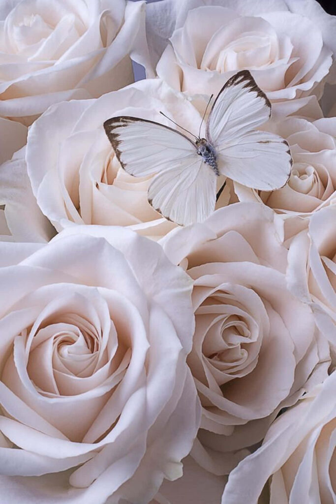 Elegant Background: White Butterfly on Soft White Roses Wallpaper