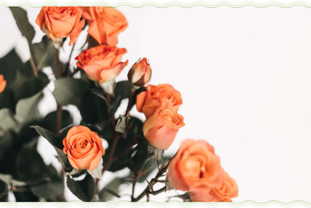 Elegant Orange Roses on Soft Background - Natural Beauty & Sophistication Wallpaper